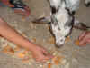 animaux02.JPEG (61231 octets)