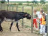 animaux03.JPEG (78243 octets)